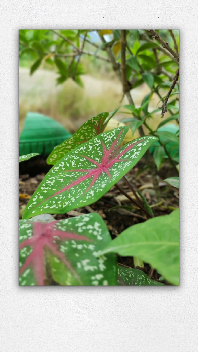 photo capture
