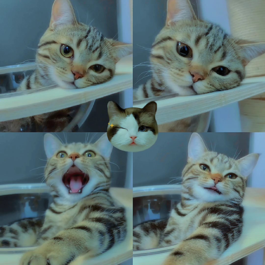 Gato 4 fotos