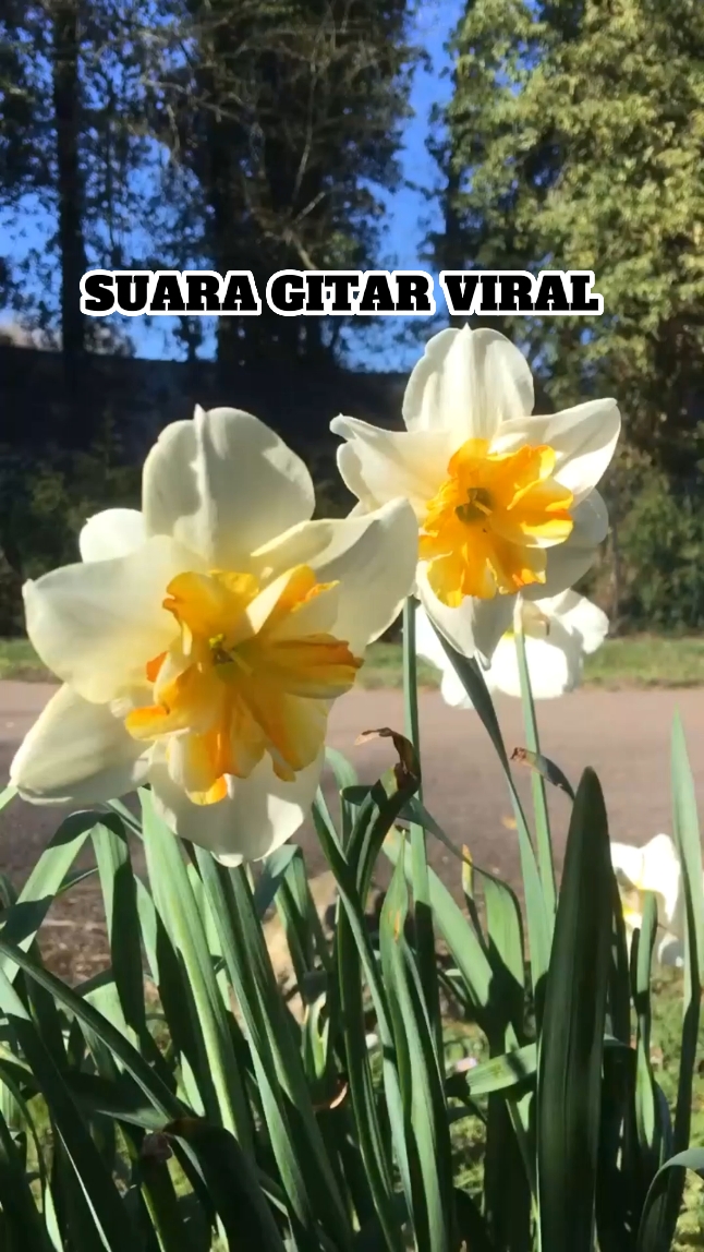 Gitarre viral