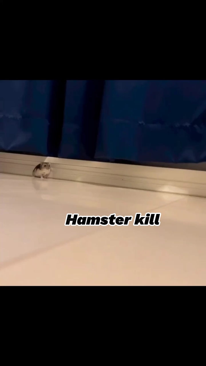 Hamster intro