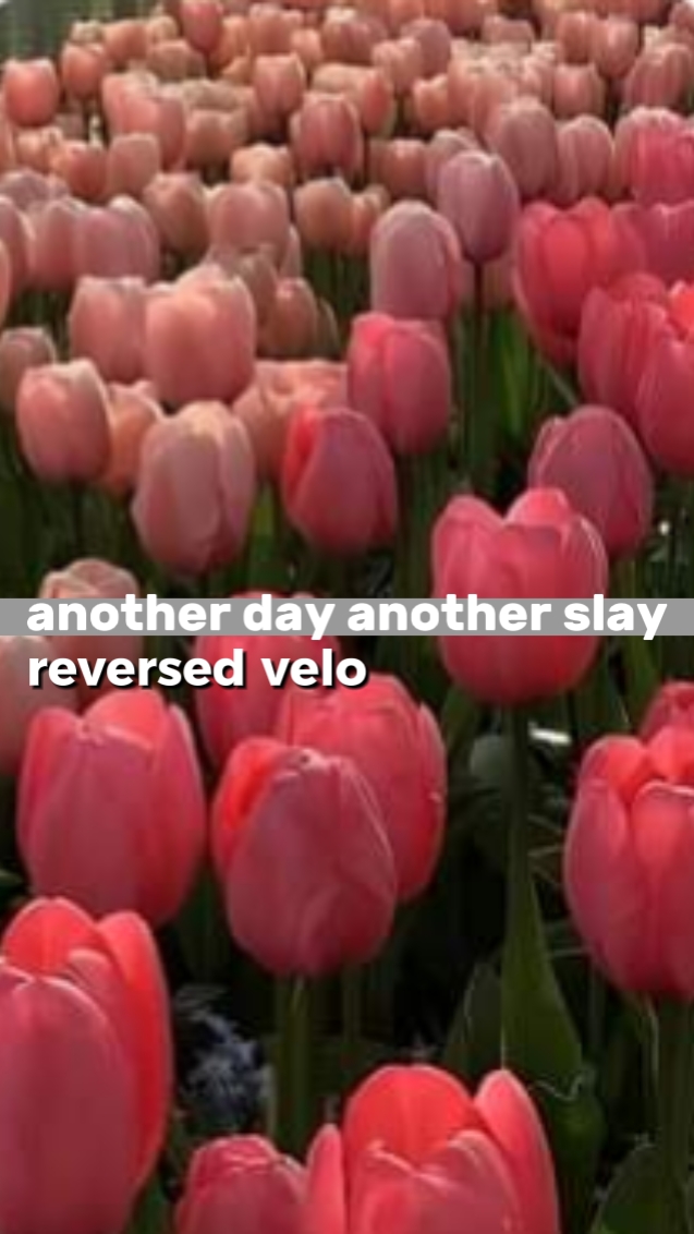 Velo invertido