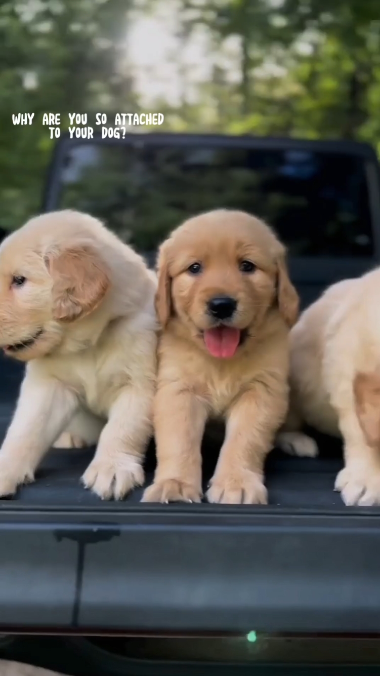 VORLAGE FÜR HUND!