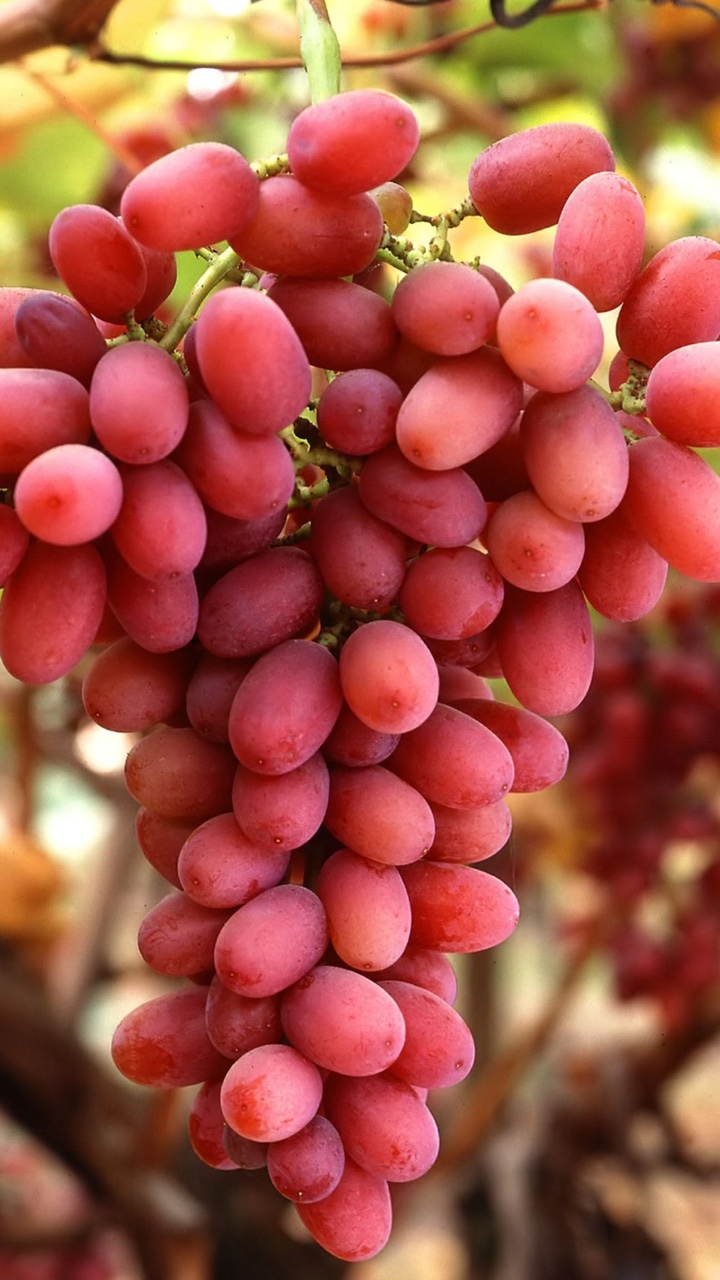 Uvas fruta