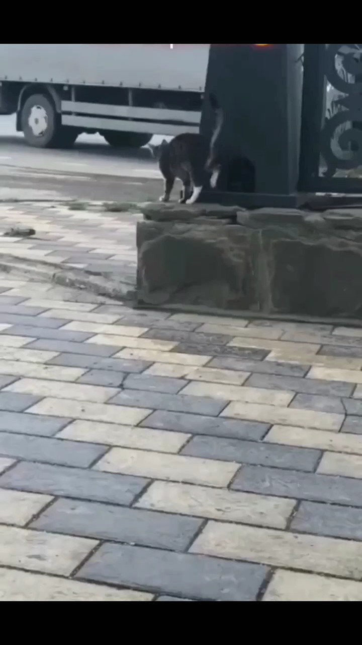 kucing sirki