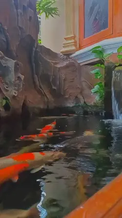 sinematic koi