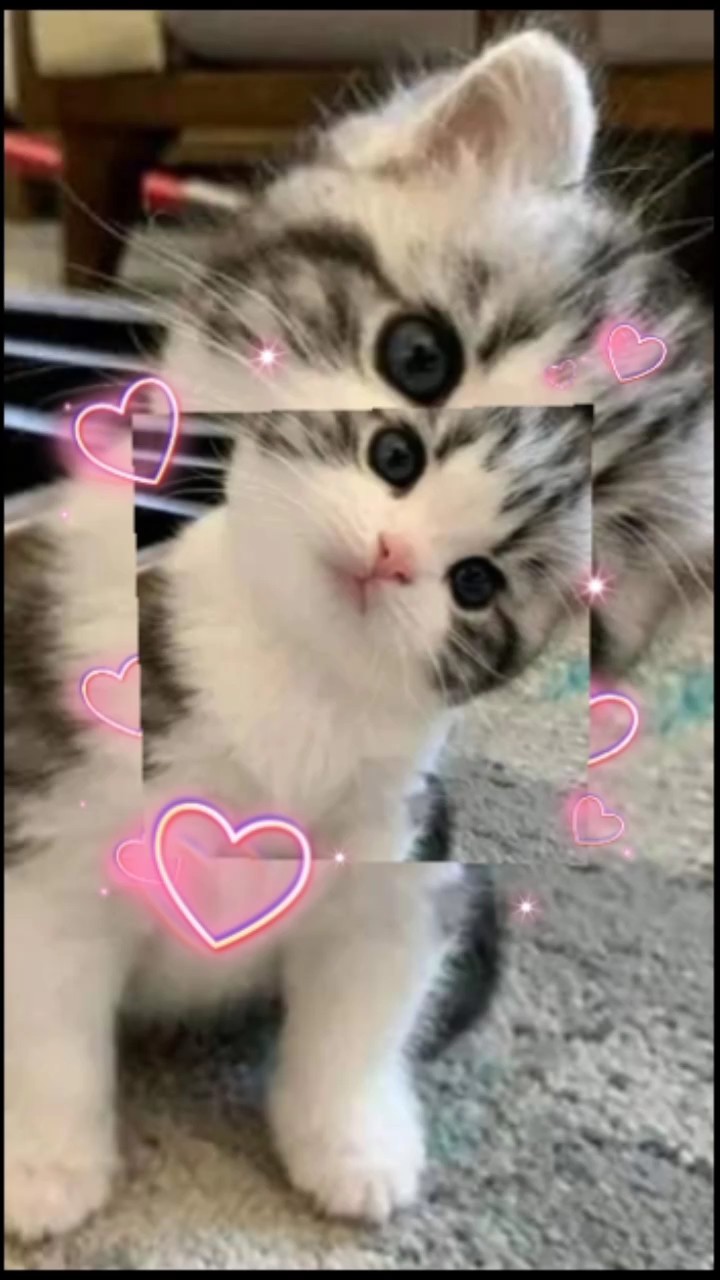 meow meow