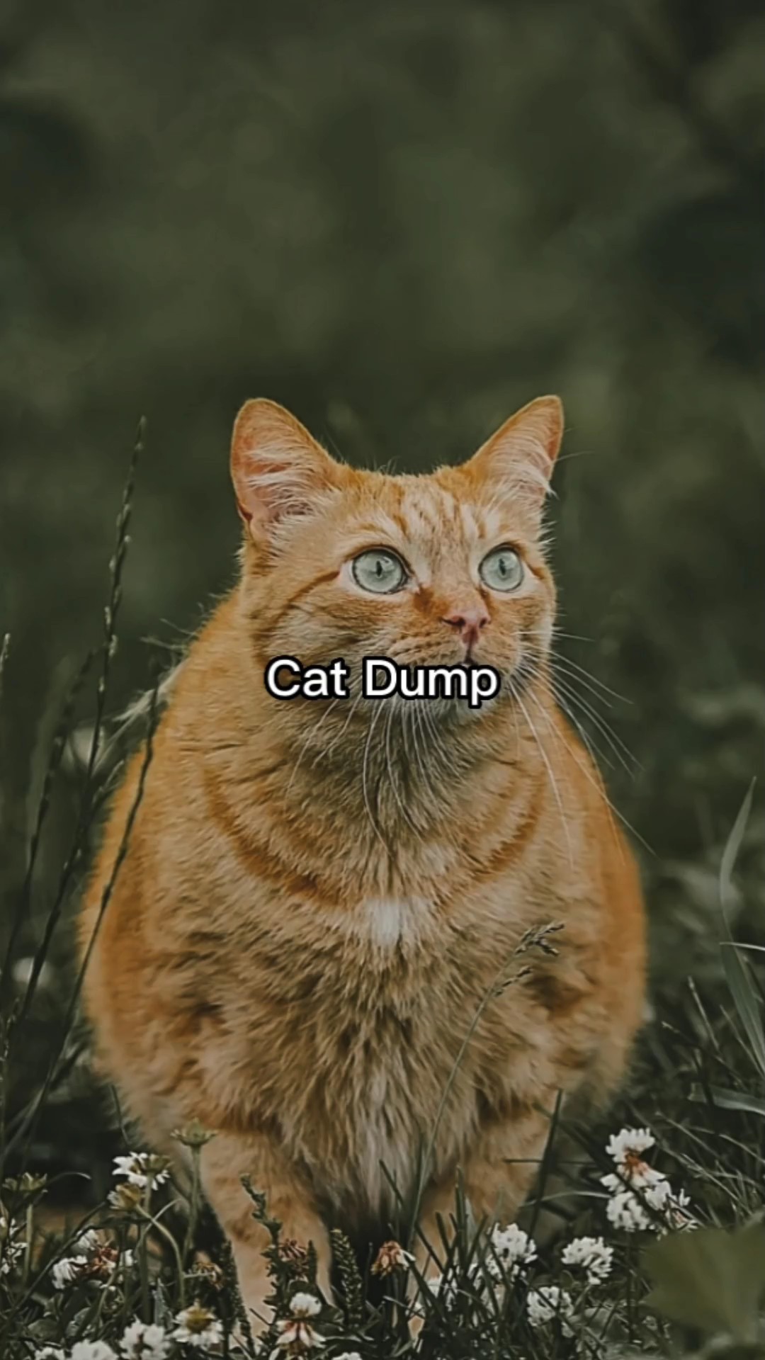 Volcado de gato 