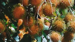 buah rambutan