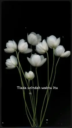 Layu Sblm Berkembang