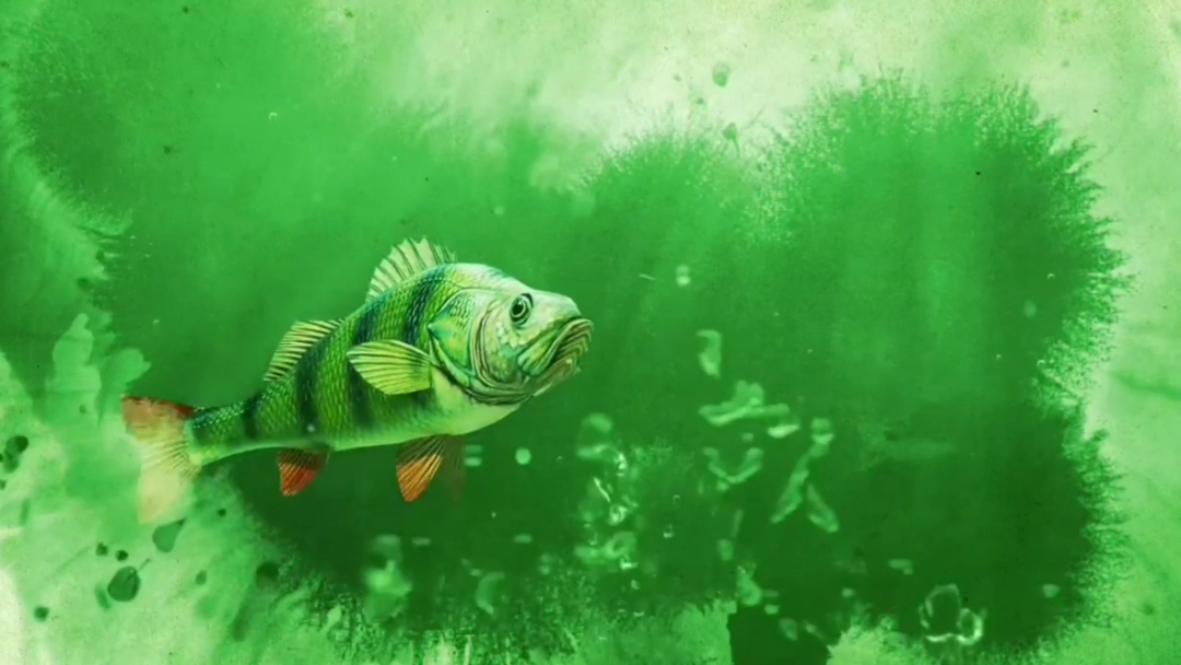 Introdução Mancing Mania