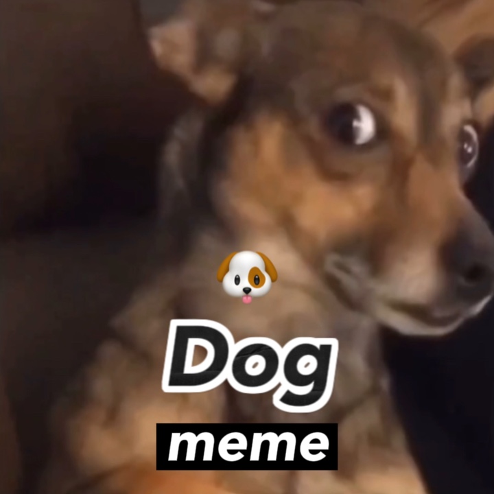 mème de chien 🐶