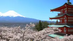 サクラ05