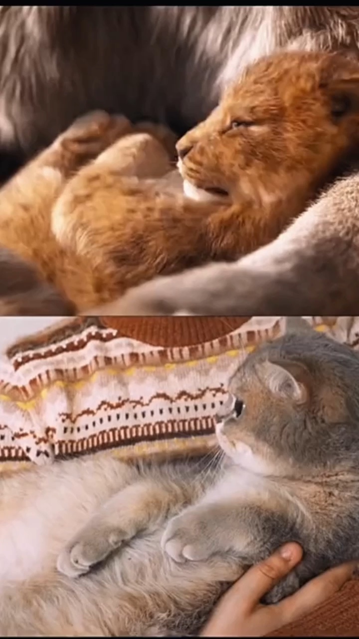 Simba si raja hutan