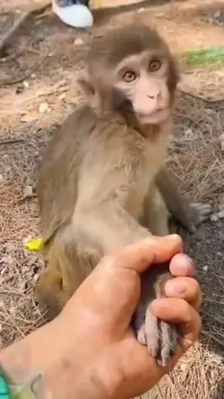 Hehe