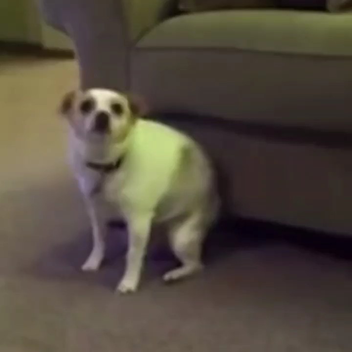 Perro bailando