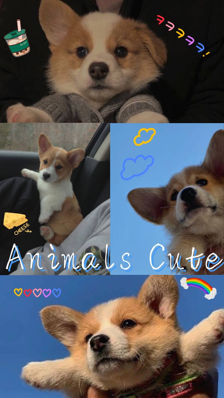 Animals cute 🥰