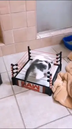 smack down
