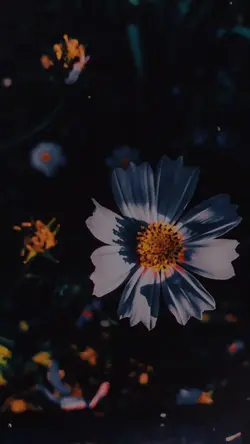 Here I Am To Worship