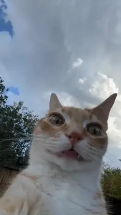 kucingnya lagi
