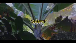 Aesthetic video