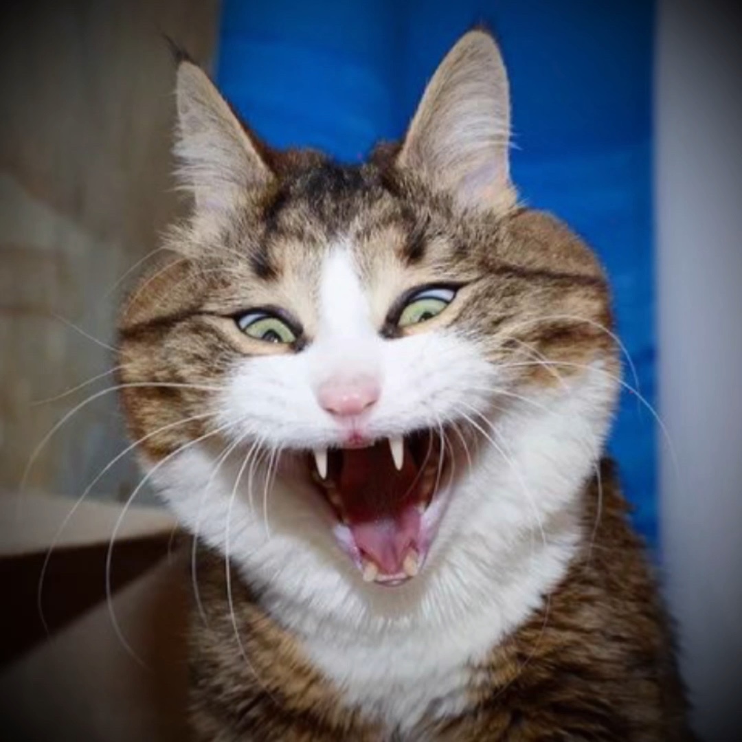 Mon chat, mon chat, mon chat