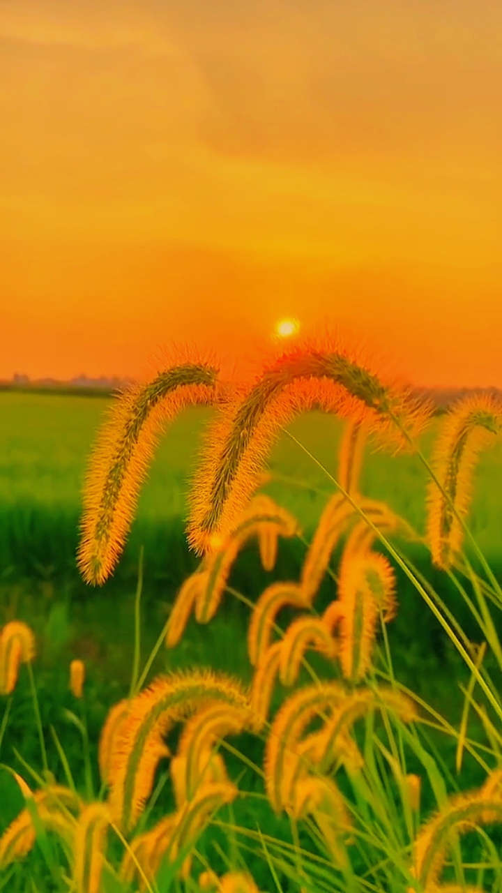 Chill phong cảnh