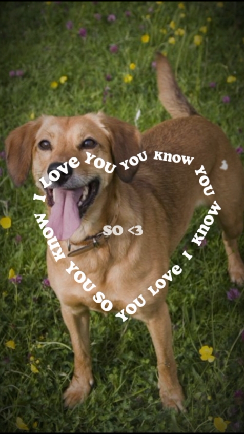 Mein Haustier