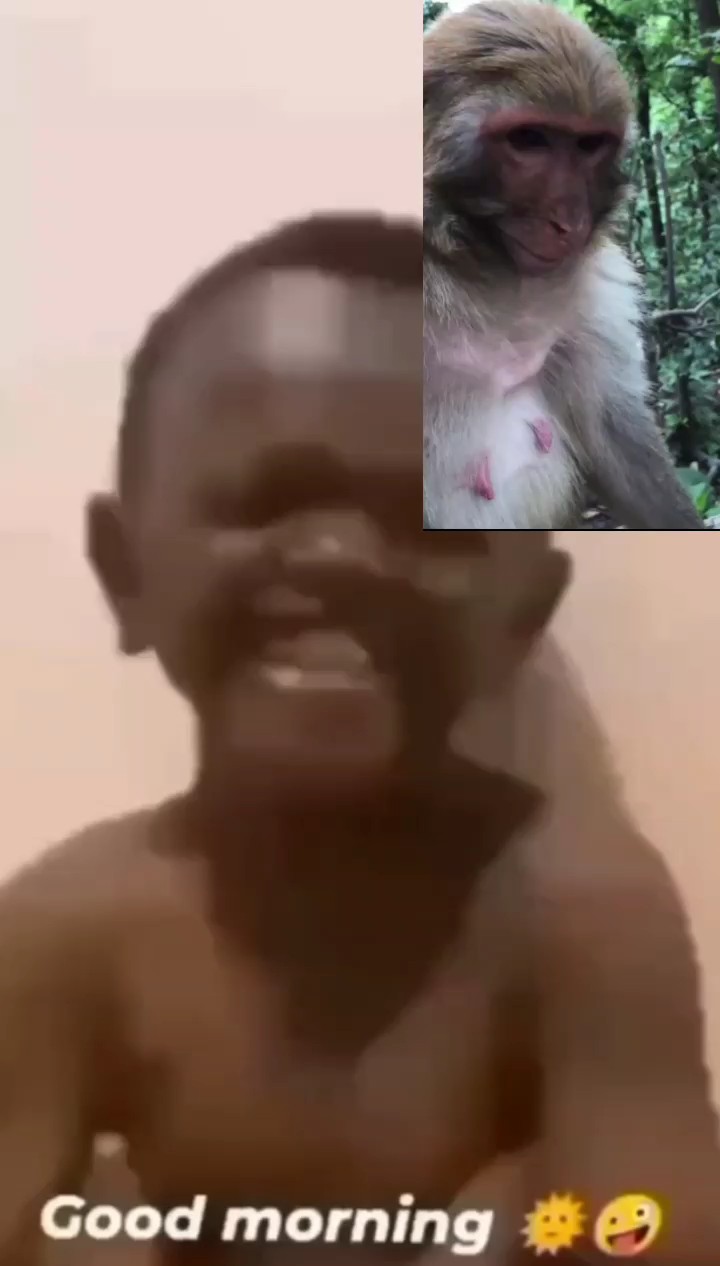 Macaco