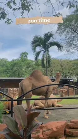 ZOO TIME