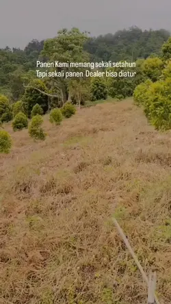 petani cengkeh