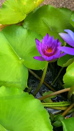 Lotus 