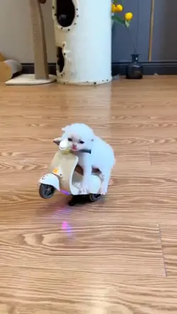 Cat Rider