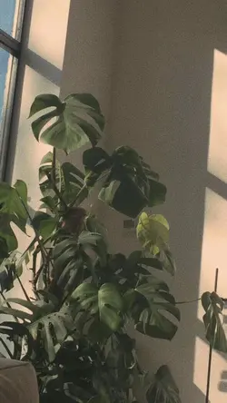 9Foto+1video