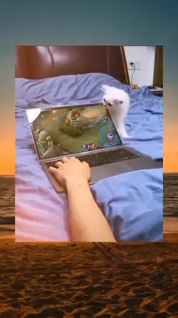 Kucing Jadi Kebab?