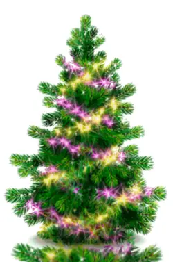Cây thông noel
