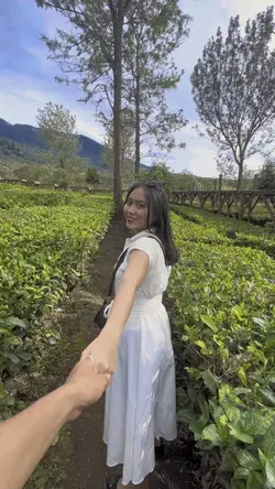 kebun teh