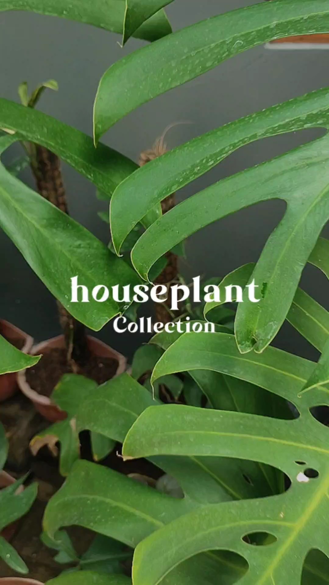 Colección de plantas de interior