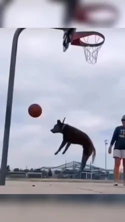 teach me how to dogi