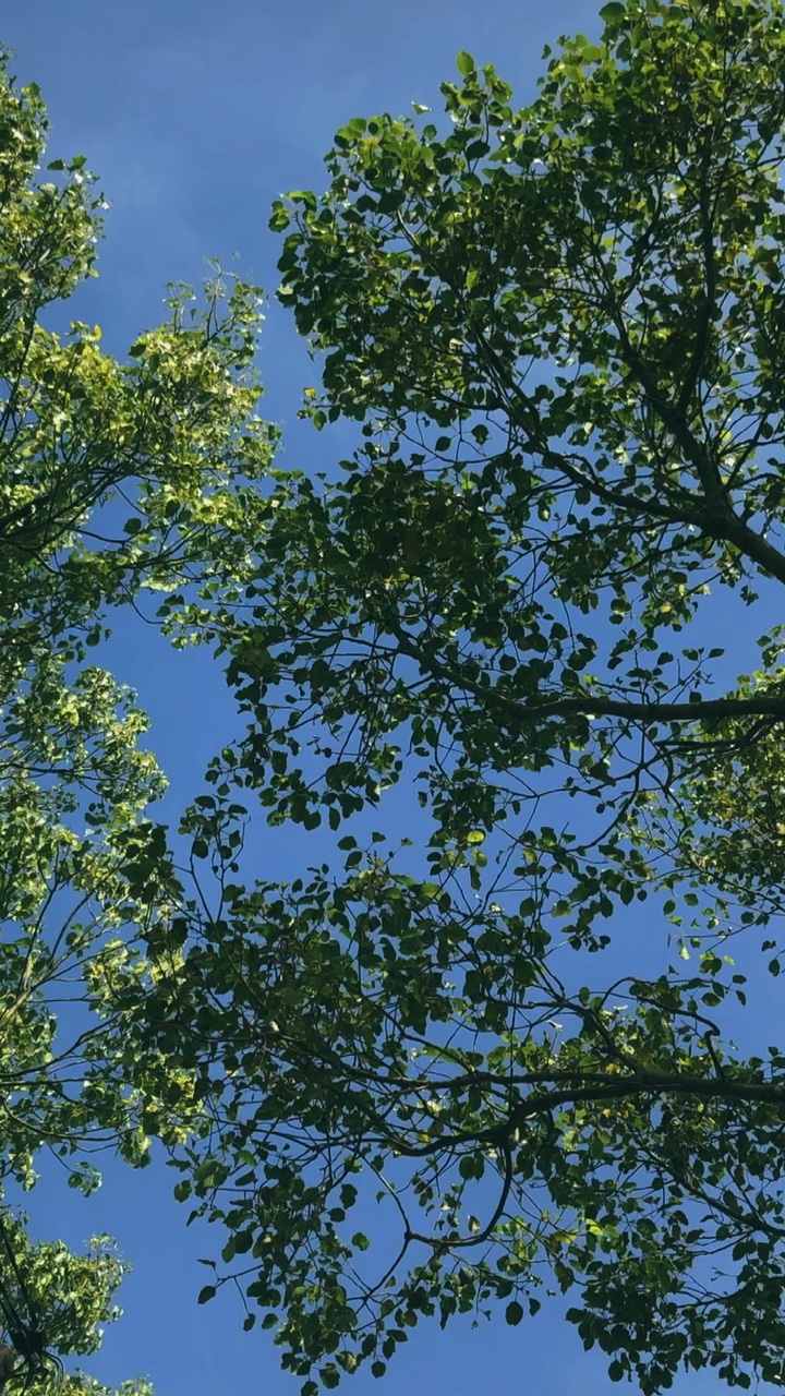 4Nh / VID ginaw🌿