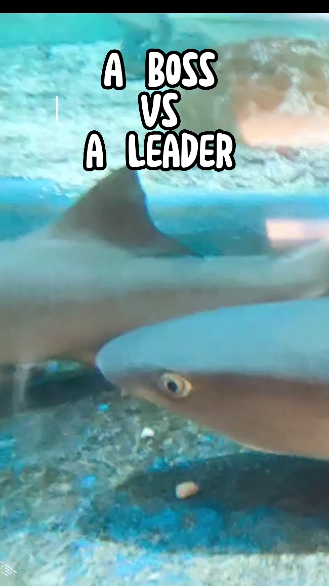 A Leader vs A Boss