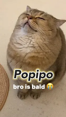 popipo