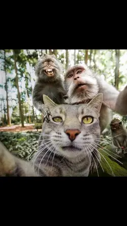 trend kucing selfie 