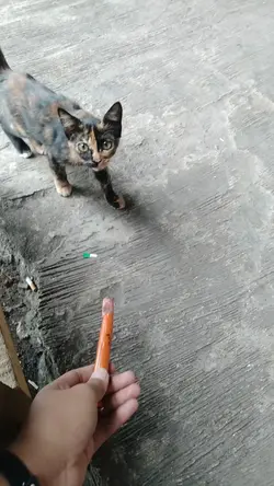 hampa terasa