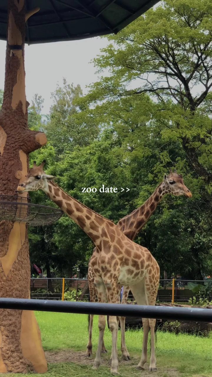 zoo date >>