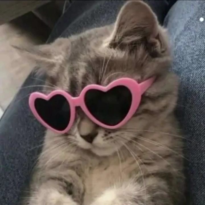Gato