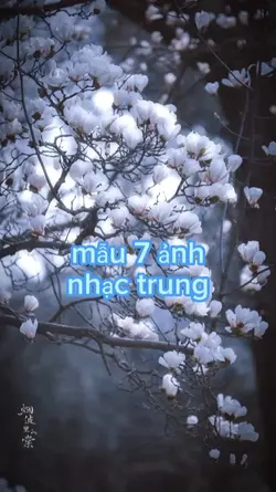 nhạc trung | 7 ảnh