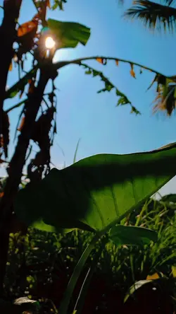cinematic alam