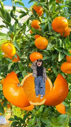 Jeruk Orange