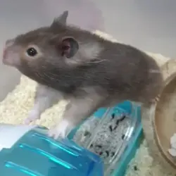 hamster