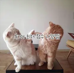 국어 최저 점수가 궁금하세여? 고댓ㅋ